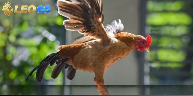 Sảnh cược mang lại cho người chơi những trận đấu vô cùng chân thực